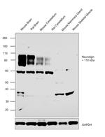 Neuroligin 1 (extracellular) Antibody in Western Blot (WB)