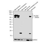 Neuroligin 2 (extracellular) Antibody in Western Blot (WB)