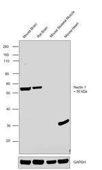 Nectin 1 (extracellular) Antibody in Western Blot (WB)