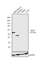 NRG1 (extracellular) Antibody in Western Blot (WB)