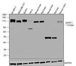Sortilin (extracellular) Antibody in Western Blot (WB)