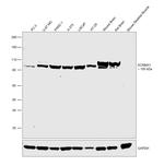 KCNMA1 Antibody in Western Blot (WB)