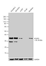 KChIP3 Antibody in Western Blot (WB)