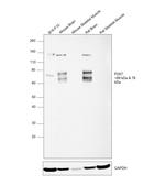 P2X7 Antibody in Western Blot (WB)
