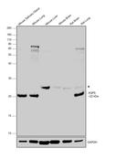 Aquaporin 5 Antibody in Western Blot (WB)