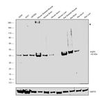 Aquaporin 4 Antibody in Western Blot (WB)