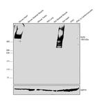 RyR2 Antibody in Western Blot (WB)