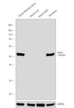 Oxytocin Receptor Antibody in Western Blot (WB)