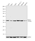 CDC37 Polyclonal Antibody