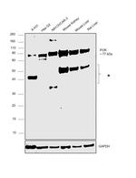 Cytochrome P450 Reductase Antibody in Western Blot (WB)