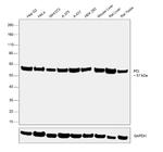 PDI Polyclonal Antibody