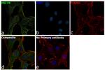 HSC70 Antibody in Immunocytochemistry (ICC/IF)