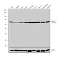 HSC70 Antibody in Western Blot (WB)