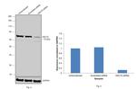 HSC70 Antibody