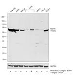 HSP70 Antibody in Western Blot (WB)