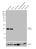 CRYAB Antibody