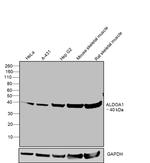 Aldolase A Antibody in Western Blot (WB)