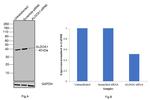 Aldolase A Antibody in Western Blot (WB)
