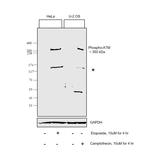 Phospho-ATM (Ser1981) Antibody in Western Blot (WB)