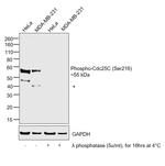 Phospho-Cdc25C (Ser216) Polyclonal Antibody