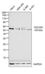 Cdc25C Antibody in Western Blot (WB)