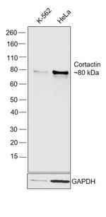 Cortactin Polyclonal Antibody