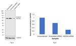 Cortactin Antibody in Western Blot (WB)