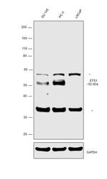 ETS1 Polyclonal Antibody