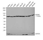 HSPA9 Antibody in Western Blot (WB)