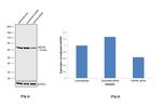 HSPA9 Antibody in Western Blot (WB)