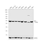 IRF3 Polyclonal Antibody