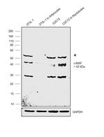 c-MAF Polyclonal Antibody