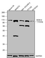 MCM4 Polyclonal Antibody