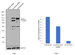 MCM4 Antibody in Western Blot (WB)