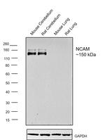 CD56 (NCAM) Polyclonal Antibody