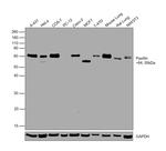 Paxillin Antibody in Western Blot (WB)