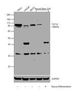 TCF12 Polyclonal Antibody