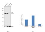 TOP1 Antibody in Western Blot (WB)