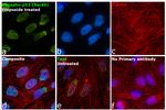 Phospho-p53 (Ser46) Antibody in Immunocytochemistry (ICC/IF)