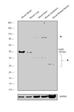 VASP Antibody in Western Blot (WB)