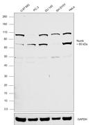 NUMB Antibody in Western Blot (WB)