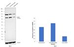 NUMB Antibody in Western Blot (WB)