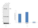 ROCK2 Antibody in Western Blot (WB)