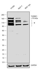 TOPBP1 Antibody in Western Blot (WB)