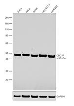 Cdc37 Polyclonal Antibody