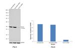 Cdc37 Antibody in Western Blot (WB)