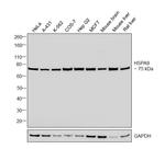 HSPA9 Antibody in Western Blot (WB)