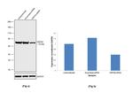HSPA9 Antibody