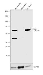 PAK4 Antibody in Western Blot (WB)