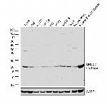 MRLC2 Polyclonal Antibody